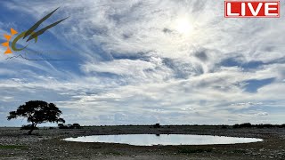 Namibia Live stream at the Okaukuejo waterhole in Etosha National Park Namibia [upl. by Enimsaj]