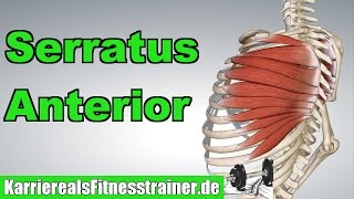 Serratus Anterior Ansatz Ursprung Funktion  Übungen für Serratus [upl. by Fortune]