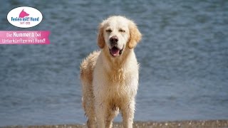 FERIEN MIT HUND an der NORDSEE  KÜSTE LAND und MEER [upl. by Peursem]