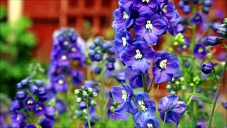 How to Grow Delphinium or Larkspur from Seed [upl. by Atnoled118]