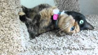 Venus the Chimera kitty playing on cat condo CUTEST VIDEO YET [upl. by Gersham]