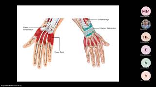 Anatomy of the Hand Fascia including flexor and extensor retinaculum [upl. by Tine]