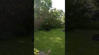 Patterdale Terrier Marking his Patch with the Knotman [upl. by Holds]