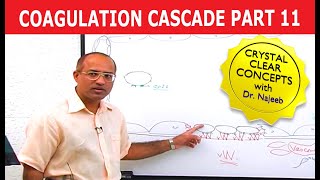 Coagulation Cascade  Part 1112 [upl. by Nuahsel]