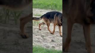 Sniffer dogs dog germanshepherd doglover gsd animals facts pitbulltype pitbullfacts [upl. by Norina833]