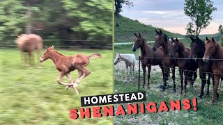 Baby Horse RUNS  A Visit With Our Homesteads Horse Herd [upl. by Aible422]