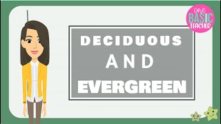 Deciduous and Evergreen Trees For Kids [upl. by Ferretti]