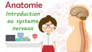 Anatomie  introduction au système nerveux [upl. by Barmen890]