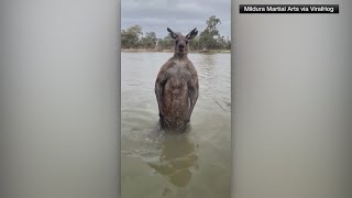 Aussie defends his dog against a kangaroo attack [upl. by Allehc37]