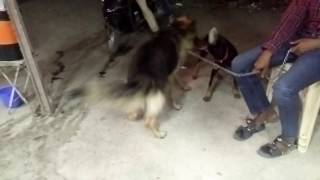 Doberman Pinscher vs German Shepherd Real Fight [upl. by Elimaj]