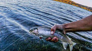 Pesca con mosca en Senillosa río Limay trucha ríolimay Neuquén [upl. by Ellehcir]