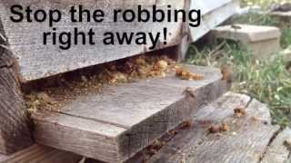 Honey Bees Robbing A Hive  Learn How to Stop the Robbing [upl. by Gnehp485]