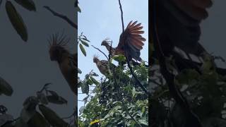 Hoatzin bird from Manu National Park shorts [upl. by Ahsiemal]