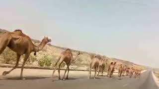 camels drinking water top video animalslover4908 [upl. by Corder]