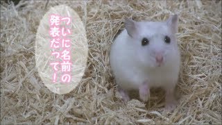 パールドワーフハムスターの名前発表！hamster yukimi blog 3 [upl. by Orelee281]