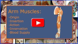 Arm Muscles Origin Insertion Action Innervation and Blood Supply [upl. by Neuberger]