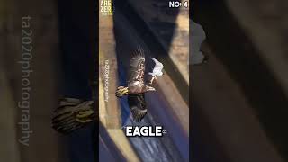 Top 5 Peregrine falcon attacks 🥶🔥 peregrinefalcon hunting [upl. by Egnalos]