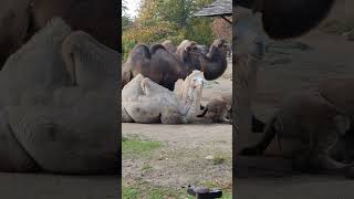 Bactrian Camels [upl. by Jarrod923]