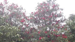 Rhododendron PlantDailekh ।। लालीगुँरास [upl. by Dodson]