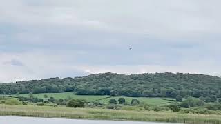 Osprey diving and fishing leightonmossrspb Commentary help from Yorkshire Just great to witness [upl. by Sorvats]