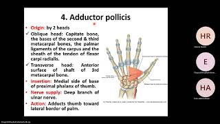 Anatomy of the Hand muscles and spaces [upl. by Eirrok]