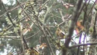 Evening Grosbeaks in the snow [upl. by Enidanreb]