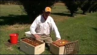 Destroying bee colonies with soapy water [upl. by Simaj]