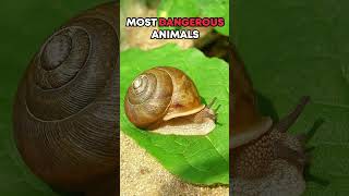 Part 7 TOP 20 Most Dangerous ⚠️ Animals in the World 🌎 You want to stay away from animals [upl. by Rosane]