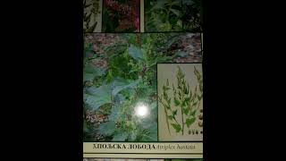 Poljska loboda  Atriplex hastata [upl. by Serrano]