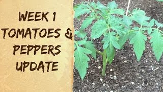 How To Grow Organic Tomatoes amp Peppers in Arizona  Raised Bed Vegetable Garden Update [upl. by Ferde]