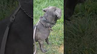 Cane Corso off leash oh no dogtraining canecorso italianmastiff puppy doglover [upl. by Anos751]