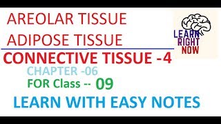 Connective Tissue PART04 AREOLAR and ADIPOSE TISSUE Class 09 Chapter06 [upl. by Signe]