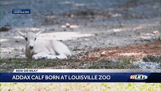 Addax calf born at Louisville Zoo [upl. by Attelra]