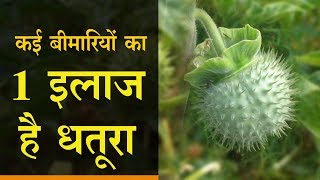 1 treatment of many diseases is Datura  कई बीमारियों का 1 इलाज है धतूरा [upl. by Sutherland757]