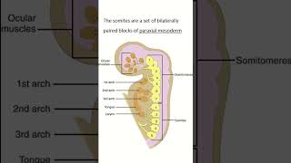 Paraxial Mesoderm quot youtubeshort [upl. by Edobalo]