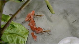 Feeding baby mantids RAW MEAT Mantis food [upl. by Retep99]