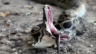 Python vs Python 02  Python eats Python  Time Lapse [upl. by Tran]