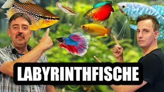 Labyrinthfische  Fadenfische für das Aquarium  Fischvorstellung [upl. by Atinram]