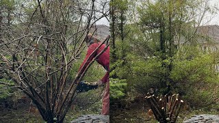 Rejuvenation Pruning Give your Shrubs a Second Chance [upl. by Fabron425]