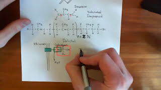 NLinked Glycosylation Part 2 [upl. by Atelokin885]