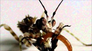 Spiny Flower Mantis Pseudocreobotra wahlbergii fighting for food [upl. by Hayalat826]