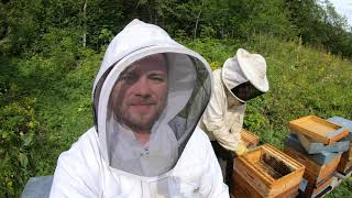 Tout connaitre sur les abeilles le miel et lapiculture  Reportage complet [upl. by Isoj]