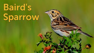 Bairds Sparrow Prairie Songbird [upl. by Daveda486]