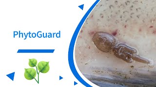 PhytoGuard natural shield against external parasites in fish [upl. by Margo]