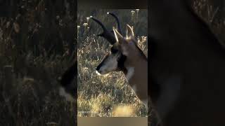 இப்படியும் ஒரு உயிரினம் உலகத்துல வாழுதா   Power of Pronghorn Antelope  TAMIL  10 [upl. by Dot]