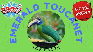 emerald toucanet facts 🦜 northern emerald toucanet 🦜 occurring in Mexico 🇲🇽 Central America [upl. by Osnohpla]