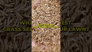 What is the best grass seed for your lawn shorts [upl. by Oknuj652]