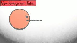 Die vorgeburtliche Entwicklung vom Embry zum Fetus  Biologie  Humanbiologie [upl. by Downall409]