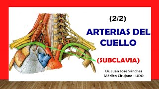 🥇 ARTERIA SUBCLAVIA Y SUS RAMAS ¡Fácil y Sencillo [upl. by Grover]