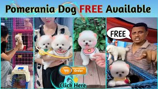 FREE FREE Pomeranian Dog Available  Teacup Dog  Pocket Dog  Cute puppies price in India  viral [upl. by Rehpotsihc]